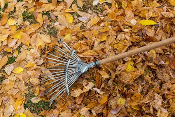 stock image A rake that collects fallen leaves from trees in the fall. Yellow leaves