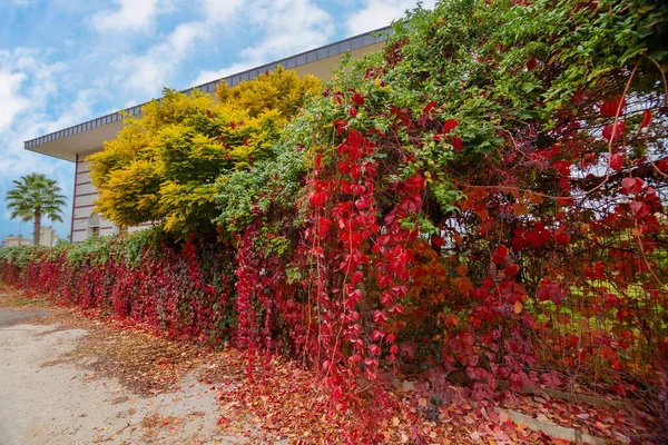 stock image Colorful tree leaves in autumn in Turkey