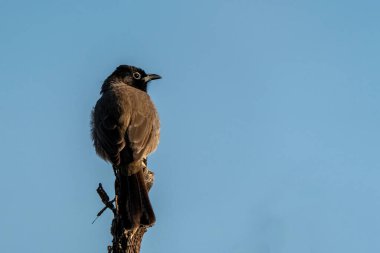 An Arabian nightingale perched on a branch