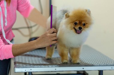 Pomeranian dog being groomed at Pet Hairdresser in Turkey