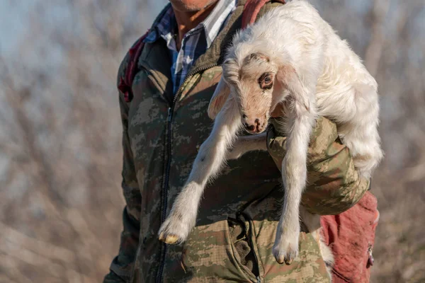 Shepherd carrying his lamb on his lap