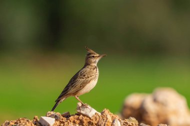 The crested lark (Galerida cristata) is a bird species belonging to the lark family