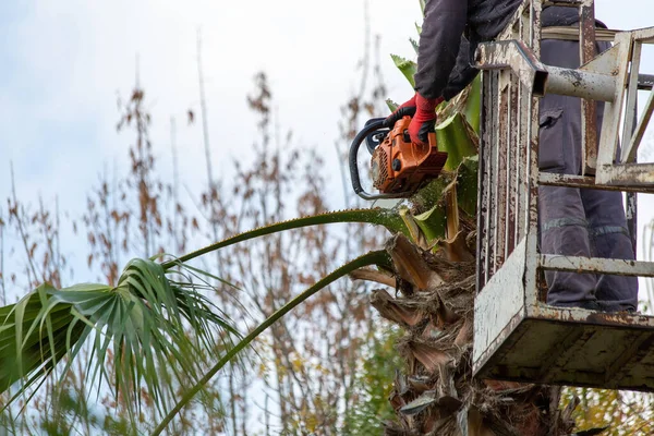 Worker pruning a palm tree with a tree saw.
