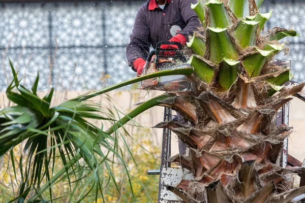 木でヤシの木を剪定する労働者 ロイヤリティフリーのストック画像