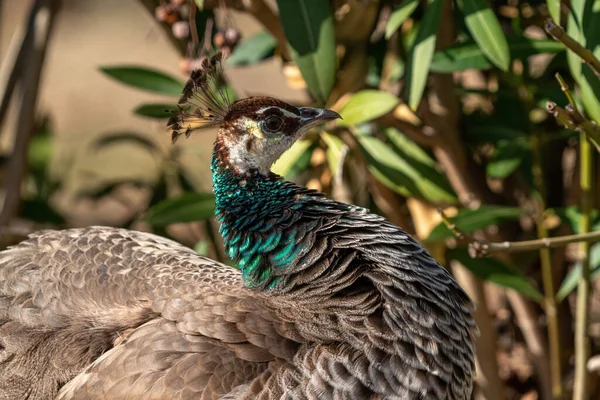 Portrait of a female peacock in Turkey