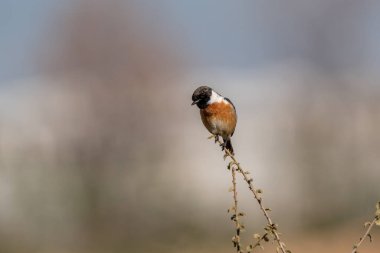 Avrupa Taşkakanı (