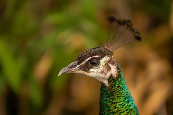 Portrait of a female peacock in Turkey.