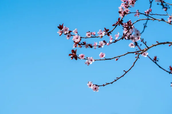 Plum Tree Blooms Spring — Stock Photo, Image
