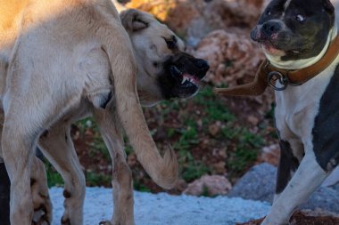 Türkiye 'de sokaklarda yaşayan dişi bir beyaz köpek