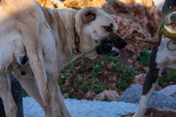 Türkiye 'de sokaklarda yaşayan dişi bir beyaz köpek