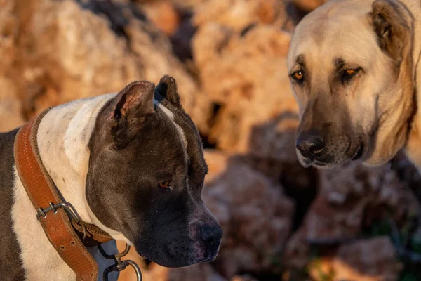 Türkiye Sokaklarda Yaşayan Dişi Bir Beyaz Köpek — Stok fotoğraf