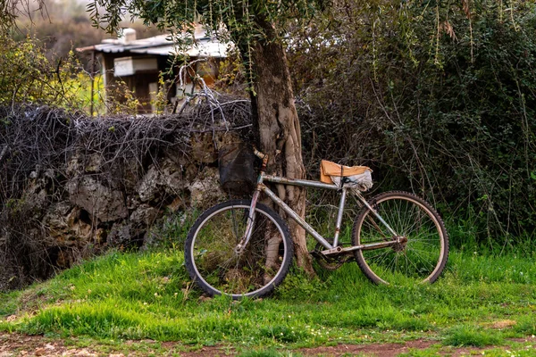 Una Vecchia Bicicletta Appoggiata Albero Turchia — Foto Stock