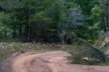 Orman yolunda bir ağaç devrildi.