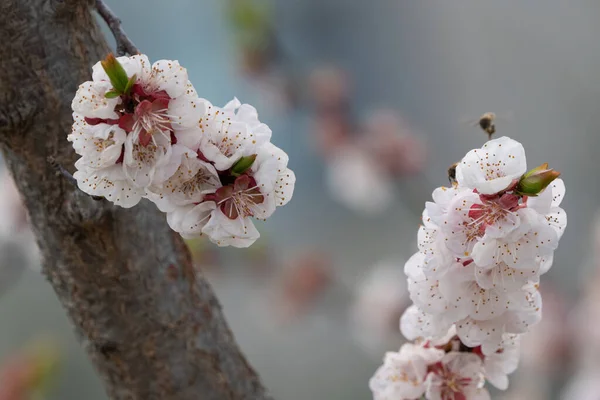Flor Damasco Florescendo Primavera — Fotografia de Stock