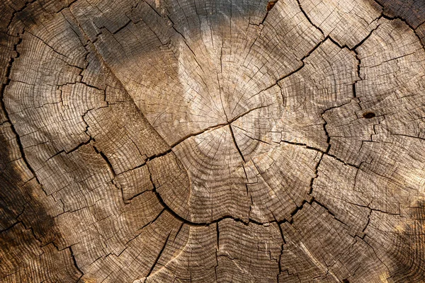 Uma Vista Dentro Uma Árvore Derrubada Padrão Tronco Árvore Textura — Fotografia de Stock