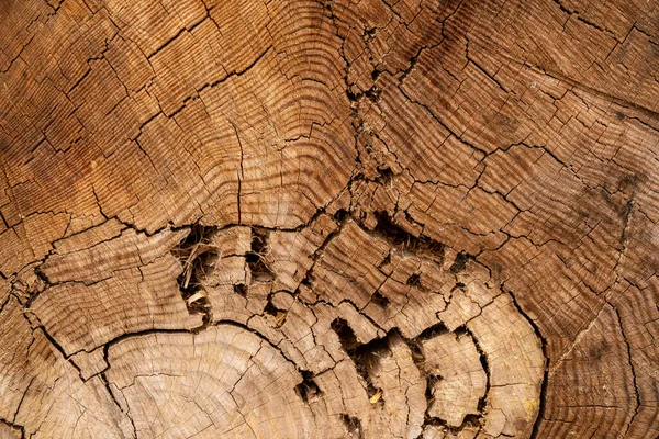 Inifrån Ett Fällt Träd Ett Stubbigt Mönster Träets Struktur — Stockfoto