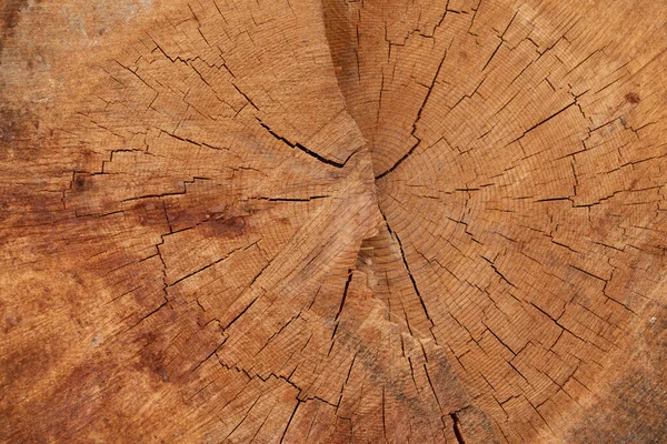 Inifrån Ett Fällt Träd Ett Stubbigt Mönster Träets Struktur — Stockfoto