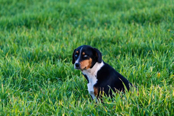 Black Dog Blue Eyes Sits Grass — Stock Photo, Image