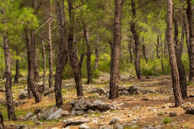 Türkiye 'de ormandaki ağaçlar ve ağaç kabukları