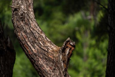Türkiye 'de ormandaki ağaçlar ve ağaç kabukları