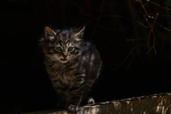 둥지에서 태어난 고양이 — 스톡 사진