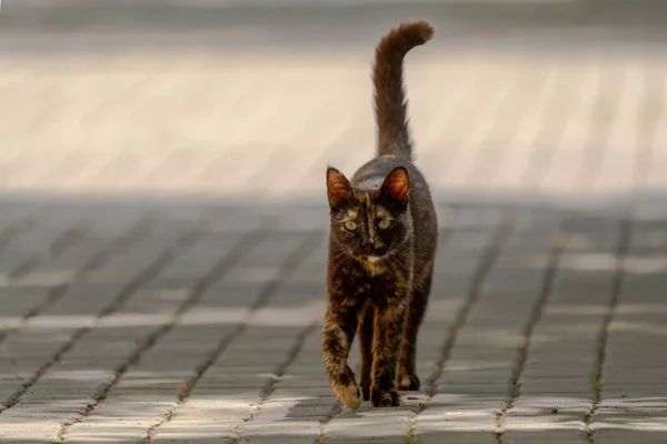 Бродячая Кошка Ходит Каменным Улицам — стоковое фото