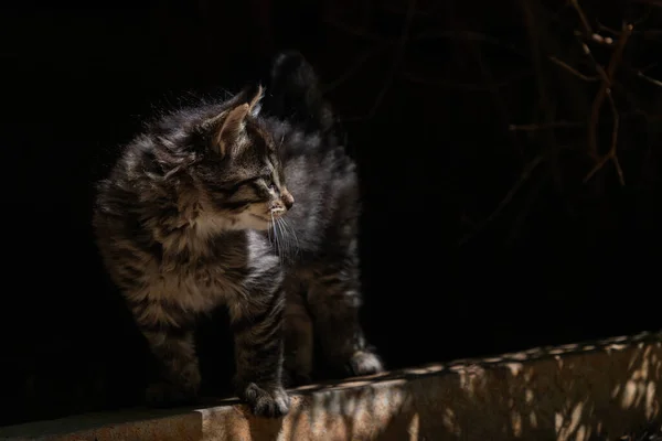 一只刚出生的流浪猫在窝里 — 图库照片