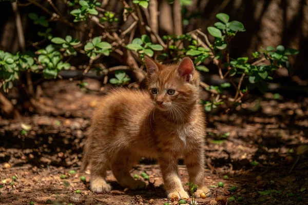 Новонароджений Бродячий Кіт Кошеня Гнізді — стокове фото