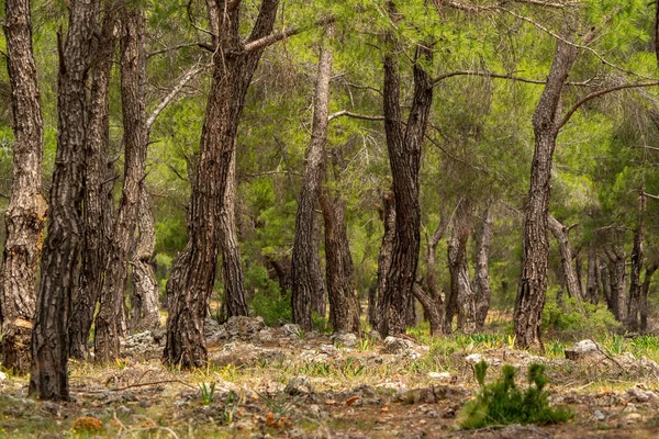 Árvores Floresta Árvores Casca Turquia — Fotografia de Stock