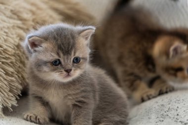 Yuvada yeni doğmuş bir kedi yavrusu.
