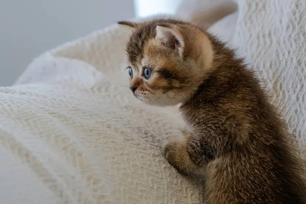 Yuvada Yeni Doğmuş Bir Kedi Yavrusu — Stok fotoğraf