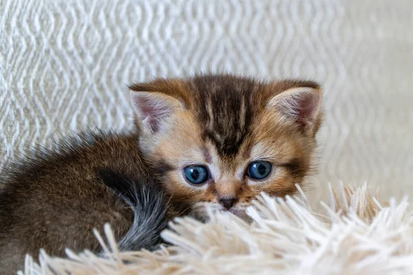 A newborn stray cat kitten in the nest.