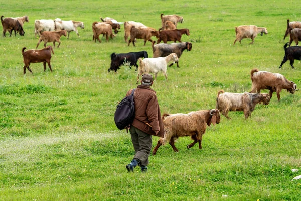 Pastor Cabras Pastando Seu Rebanho Turquia — Fotografia de Stock