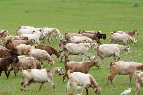 Egret ve Keçi otlakta birlikte besleniyor..