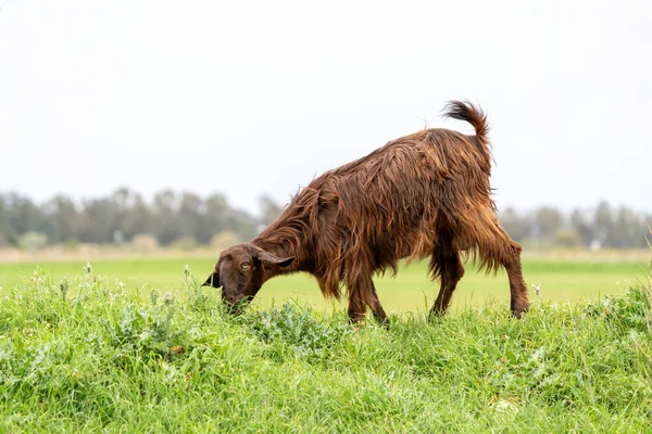 Eine Ziege Weidet Mit Ihrer Herde — Stockfoto