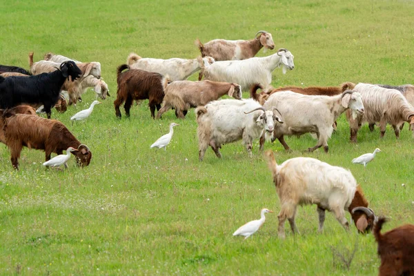 Cattle Egret and Goat feeding together in the pasture.