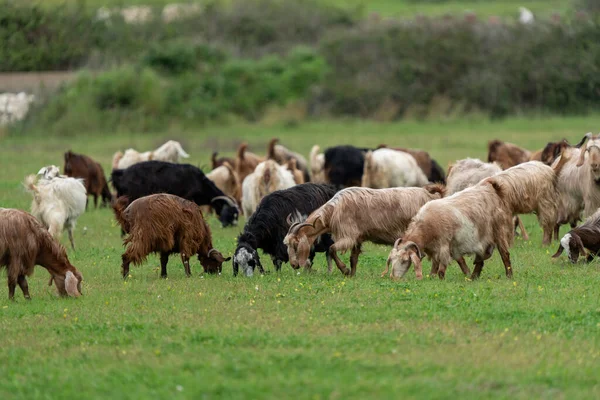 Una Cabra Pastando Con Rebaño — Foto de Stock
