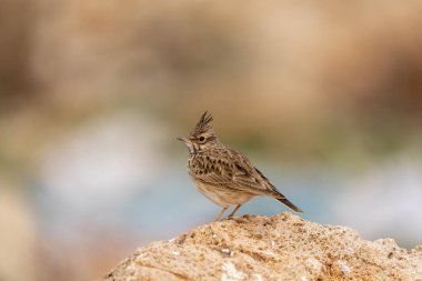 Erkek Armalı Tarlakuşu çalılıklarda. Boşluğu kopyala.