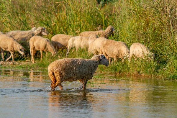 Sheep grazing by the stream. Sheep walking in the water in Turkey