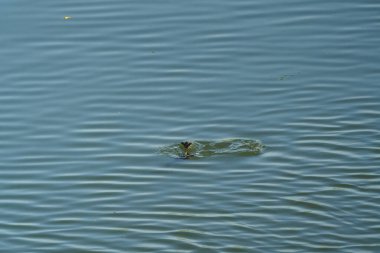 Su dalgaları, suya dalan bir kuş tarafından yaratılan dalgalar.