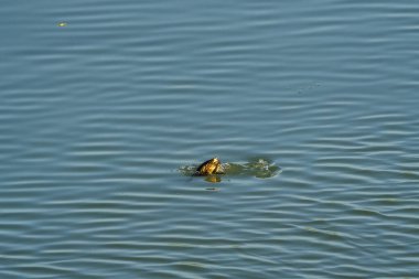 Su dalgaları, suya dalan bir kuş tarafından yaratılan dalgalar.