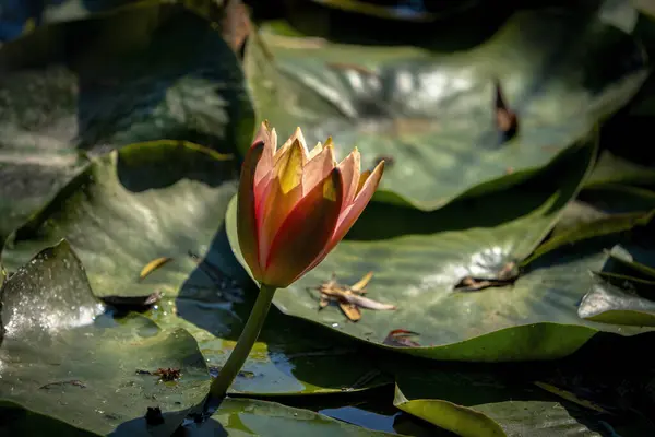 Lotus flowers and leaves floating on water in.