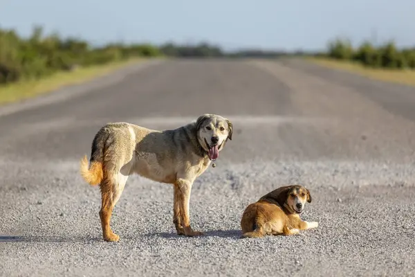 Two dogs standing on the road. Homeless dog in Turkey