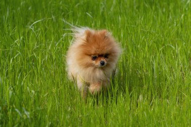 Yeşil çimlerde koşan Pomeranya köpeği