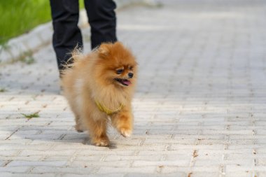 Pomeranya köpeği insan arkadaşıyla koşuyor.