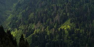Çam ağaçlarıyla kaplı dağ yamaçları. Çam ağaçları yemyeşil. Orman ve güneş ışığı.