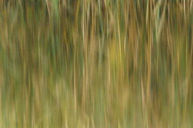 Bulanık duvar kâğıdı, çok renkli. Bulanık