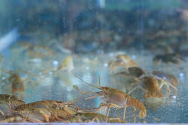 Akvaryumda canlı kerevit. Sığ alan derinliği.
