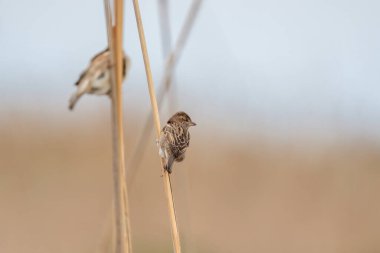 A sparrow sitting on a slender reed branch clipart