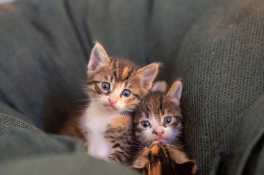 Türkiye 'de yuvada yeni doğmuş bir kedi yavrusu